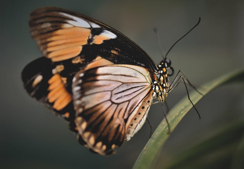 Butterfly Effect Tasks